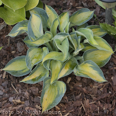 Hosta Heat Wave