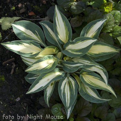 Hosta High Society