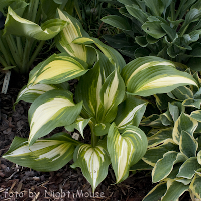 Hosta Hollywood Lights