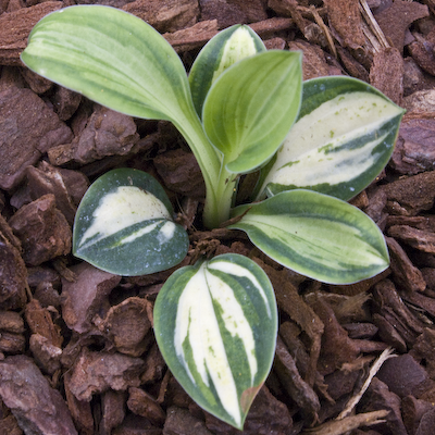 Hosta Holy Mouse Ears