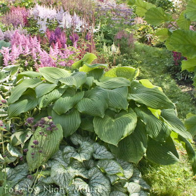 Hosta Hoosier Dome