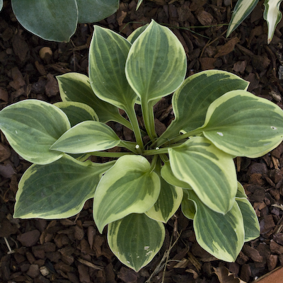 Hosta Hope