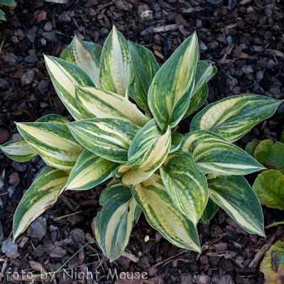 Hosta Ice Age Trail