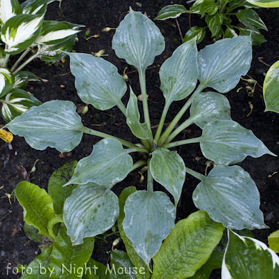 Hosta Ice Prancer