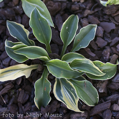 Hosta Imp