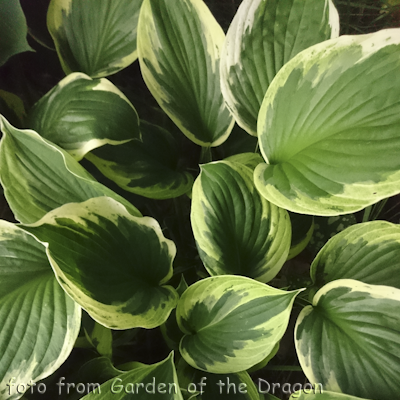 Hosta Independence