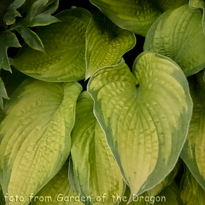 Hosta Inniswood