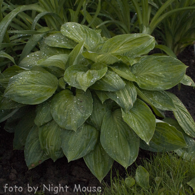 Hosta Julie Morss