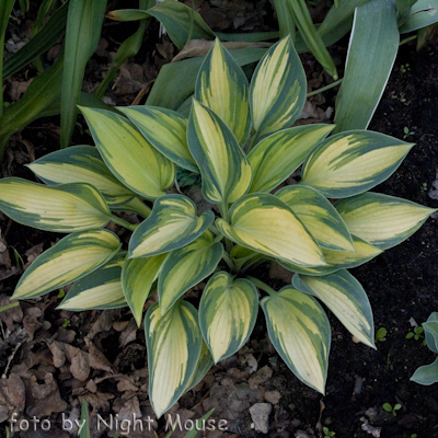 Hosta June