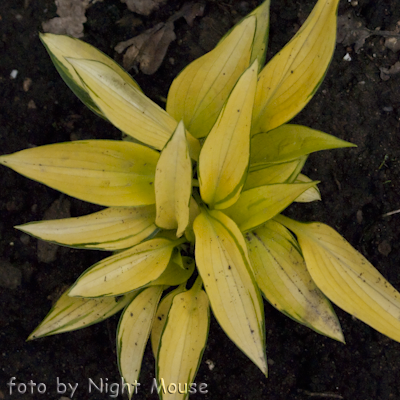 Hosta June Fever