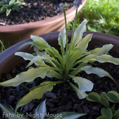 Hosta Kabitan