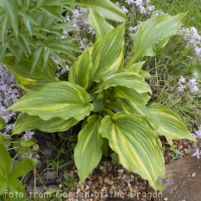 Hosta Kaleidochrome