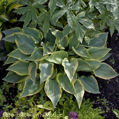 Hosta Katie Q