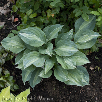 Hosta Kiwi Full Monty