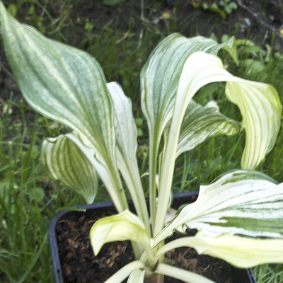 Hosta Kiwi Spearmint