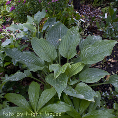 Hosta Komodo Dragon