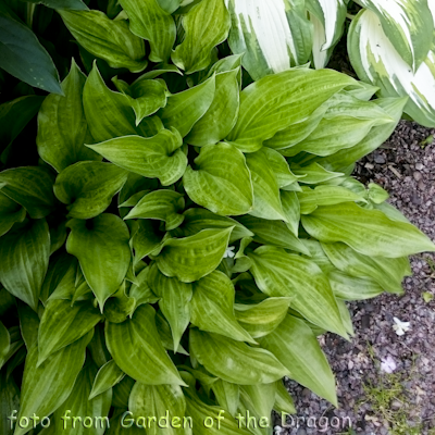 Hosta Korean Snow