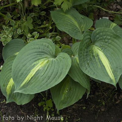 Hosta Lakeside Beach Captain