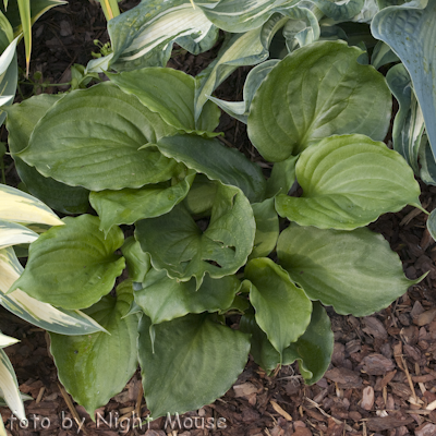 Hosta Lakeside Black Satin