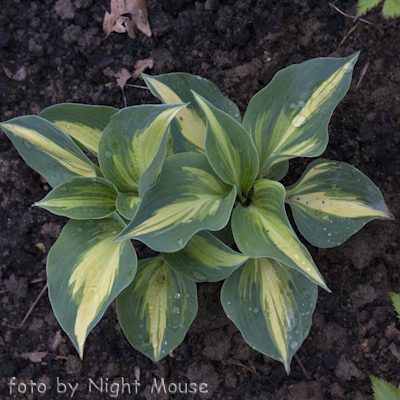 Hosta Lakeside Cupcake