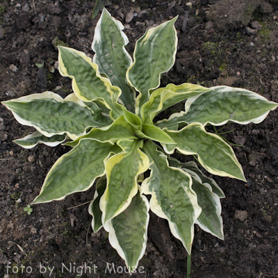 Hosta Lakeside Dimpled Darling