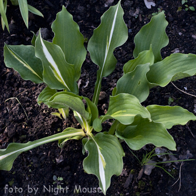 Hosta Lakeside Dividing Line