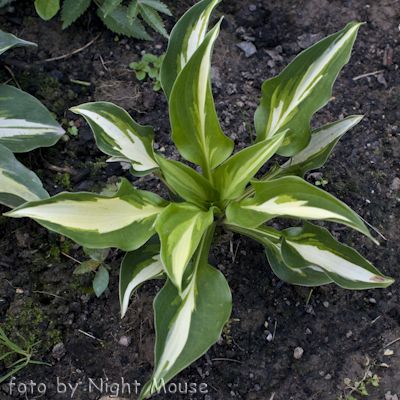 Hosta Lakeside Fruit Loops