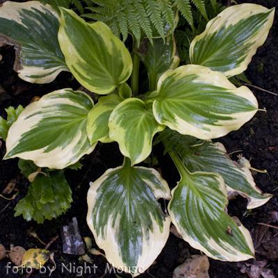 Hosta Lakeside Kaleidoscope