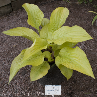 Hosta Lemon Ice