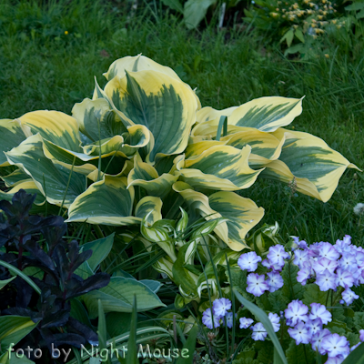 Hosta Liberty