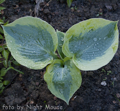 Hosta Linda Sue