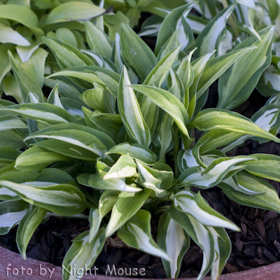 Hosta Little Caesar