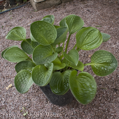 Hosta Little Hobber