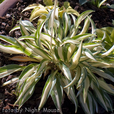 Hosta Little Jay