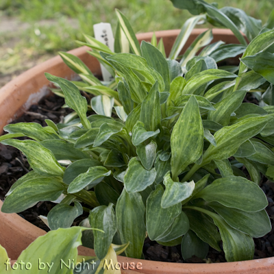 Hosta Little Maddie