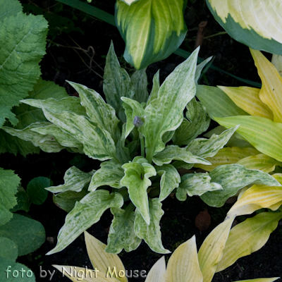 Hosta London Fog