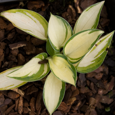 Hosta Lonesome Dove