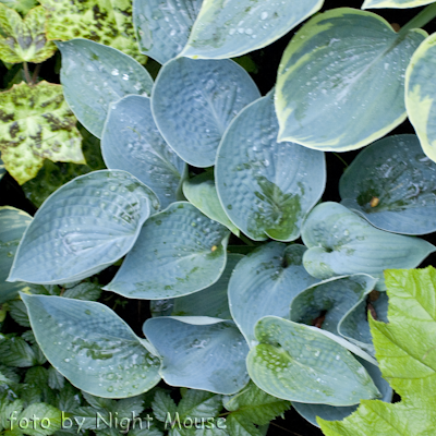 Hosta Love Pat