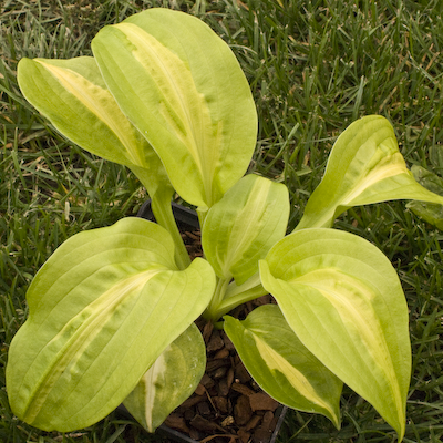 Hosta Mango Tango