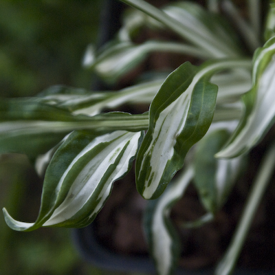 Hosta Manzo