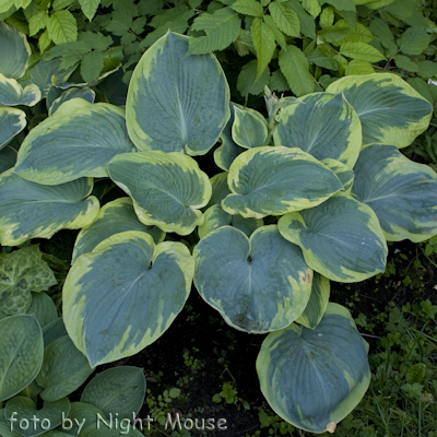 Hosta Maple Leaf