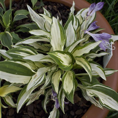 Hosta Masquerade