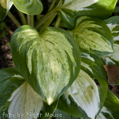 Hosta Midnight At The Oasis