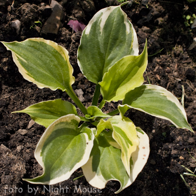 Hosta Midnight Moon