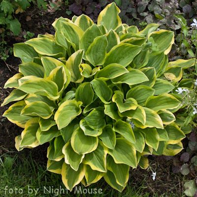 Hosta Mildred Seaver