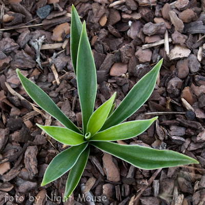 Hosta Mister Green Jeans