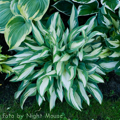 Hosta Moonstruck