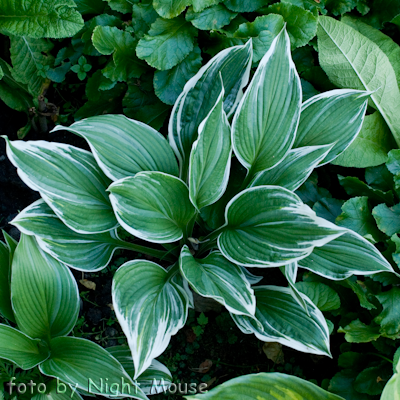 Hosta Mountain Snow