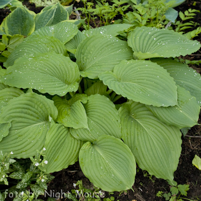 Hosta Niagara Falls