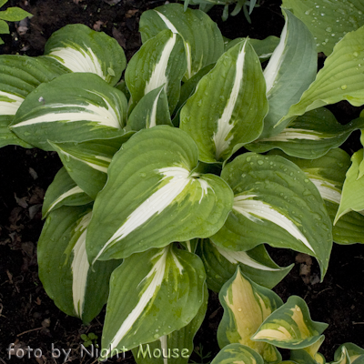 Hosta Night Before Christmas